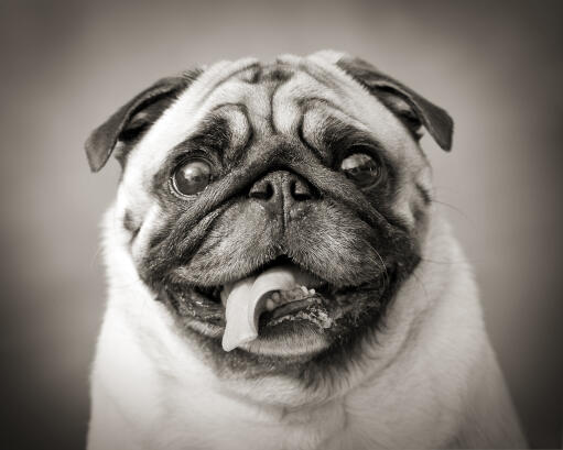 A close up of a pug's lovely, squashed face