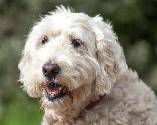 A close up of a soft coated wheaten terrier's lovely, thick, white coat