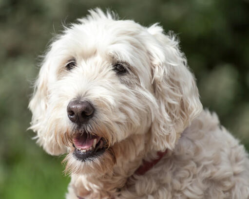 Soft Coated Wheaten Terrier Dog Breed Information