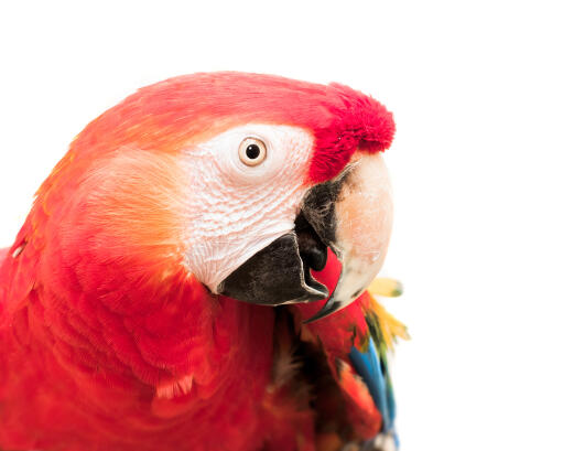 A close up of a red and blue macaw's wonderful white beak