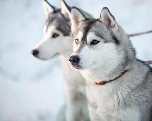 Two siberian huskies with their ears tall, waiting for the next command