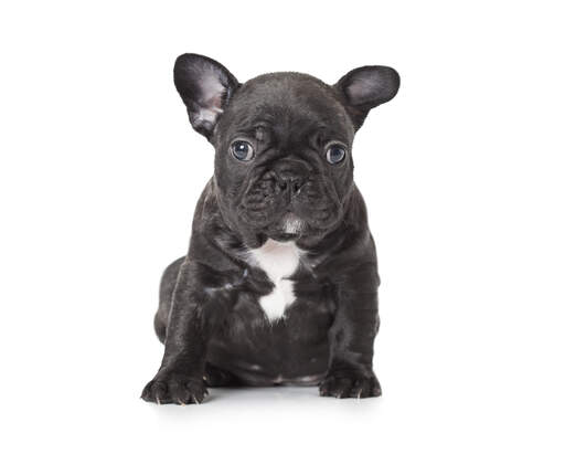 A young french bulldog puppy with a lovely black and white coat