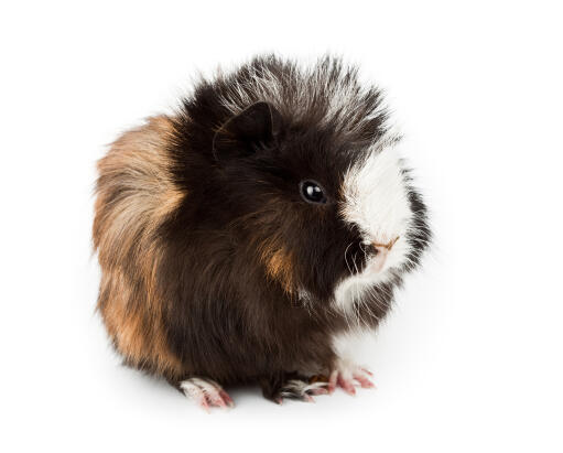 Abyssinian guinea shop pig for sale
