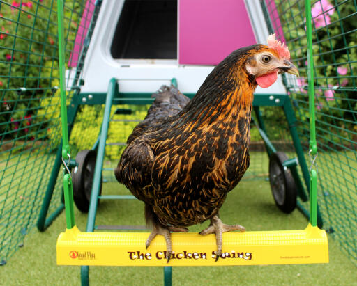 A chicken swing hanging in the Eglu Go up chicken coop run