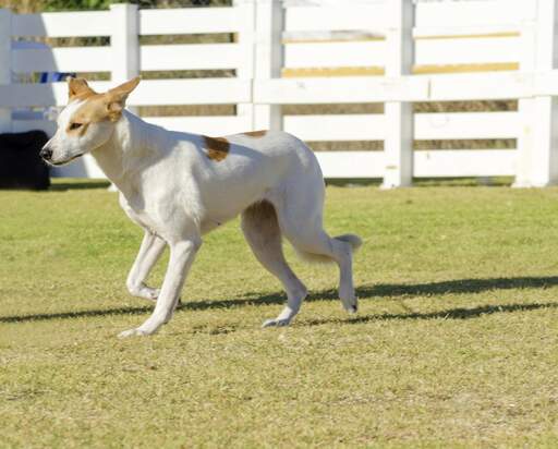 are canaan dogs good with other dogs