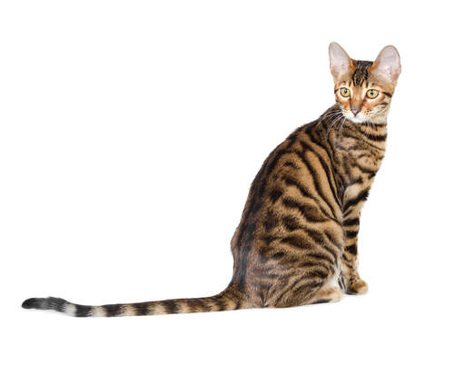 A young toyger with its tiger like coat