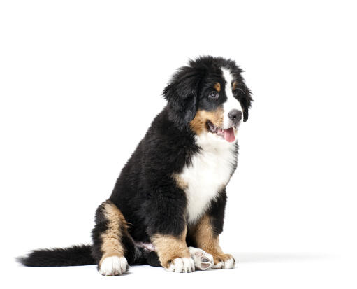 A saint bernard puppy with a beautifully thick, black, white and brown coat