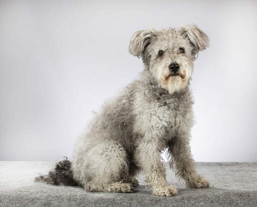 A grey hungarian  pumi with lovely curly fur