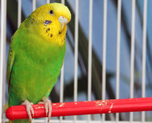 A close up of a budgerigar's lovely yellow head feathers