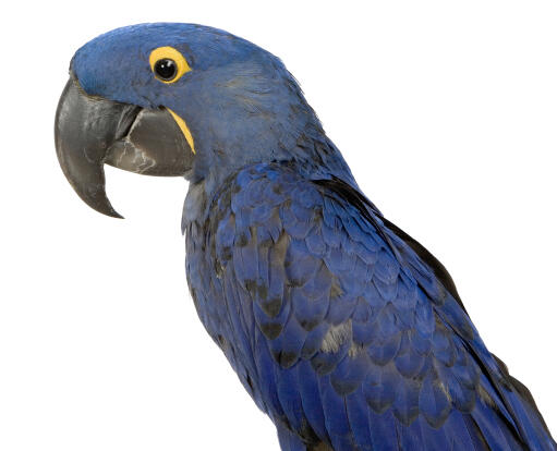 A hyacinth macaw's lovely, blue and black feather pattern