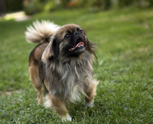 A healthy, adult pekingese showing off it's short nose and big, bushy tail