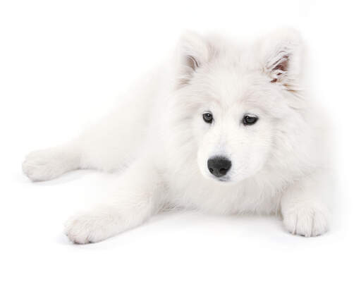 A samoyed puppy having a rest on the floor