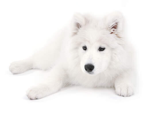 how much is a samoyed puppy usa