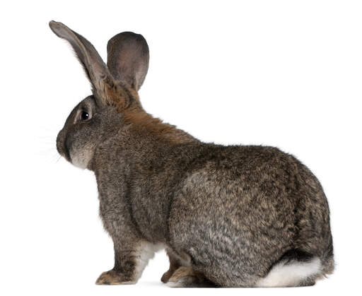 A flemish giant rabbit's wonderful fluffy white tail