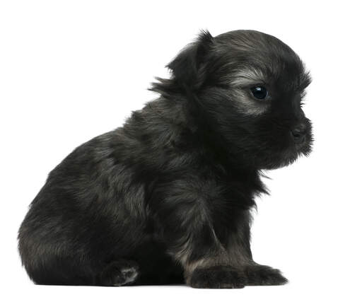 A beautiful, little lowchen puppy with a soft, black coat