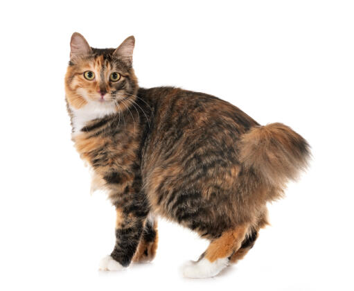 Kurilian bobtail cat against a white background