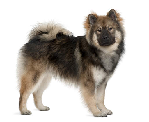 Dogs | Dog Breeds