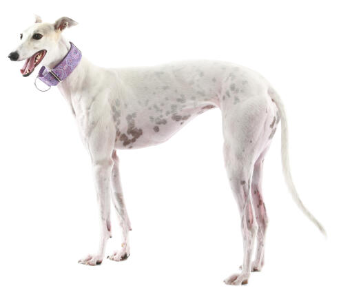 A beautiful white racing greyhound standing tall