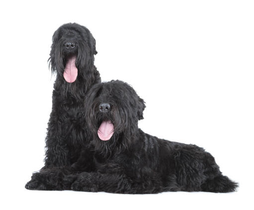Two beautiful adult black russian terriers content in each others company
