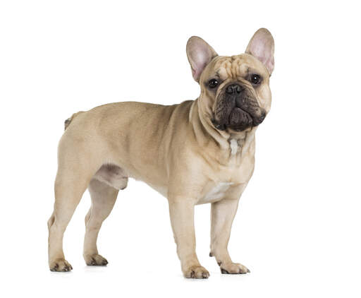 A young french bulldog standing tall, showing off it's pointed ears