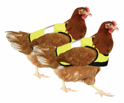 Yellow high-vis chicken jackets