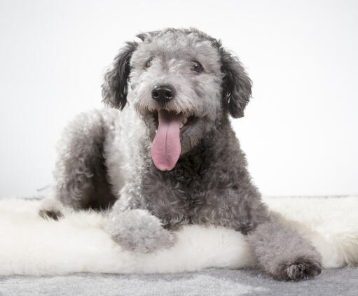 A happy hungarian  pumi with his tongue out