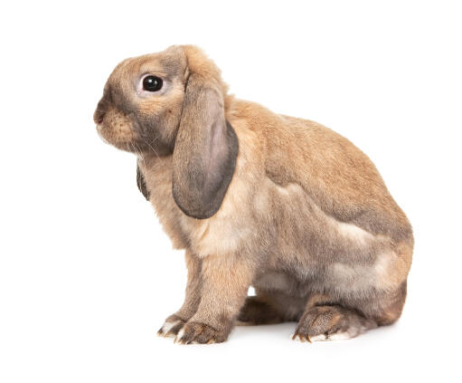 A dwarf lop rabbit's beautiful long floppy ears