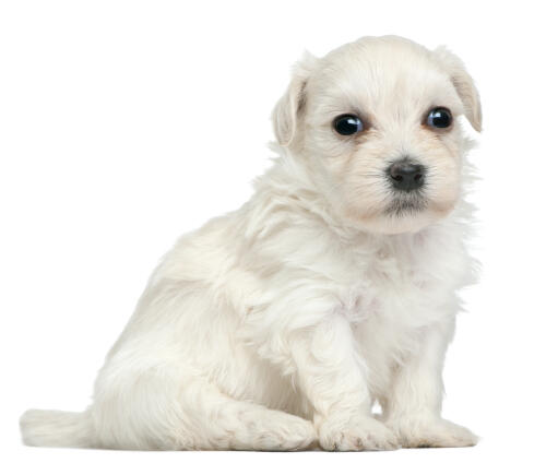 A lowchen puppy with an incredible, soft, white coat