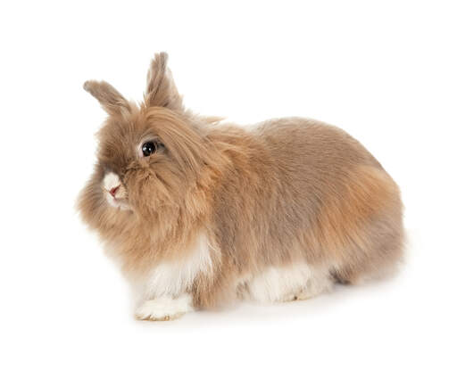 The incredibly soft coat of a lionhead rabbit