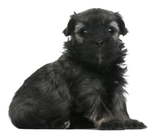 A black lowchen puppy sitting neatly, waiting patiently for some attention