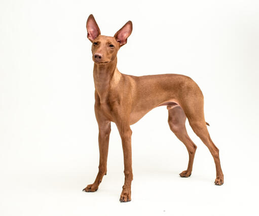 Cirneco dell'etna dog against a white background