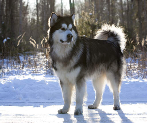 Newfoundland malamute shop