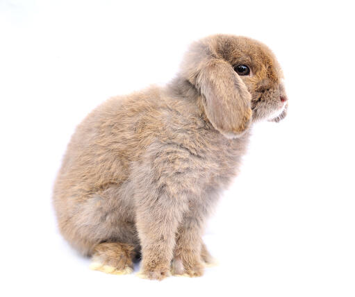 A french lop rabbit's incredibly soft scruffy coat