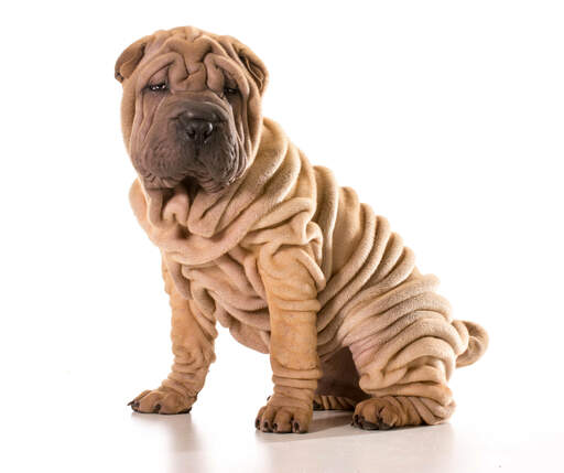 Shar Pei Dogs | Dog Breeds