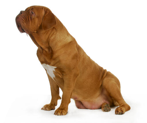 how much is a dogue de bordeaux puppy