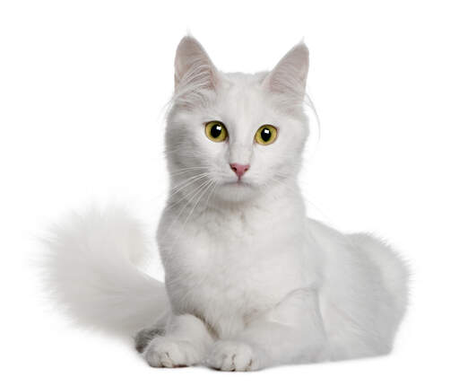 A bright white turkish anGora with green eyes