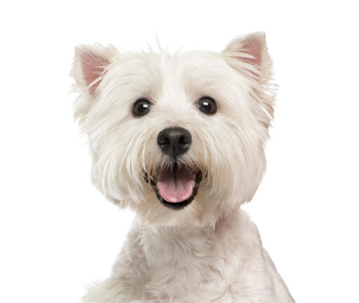 An excited west highland terrier panting, waiting for some attention from it's owner