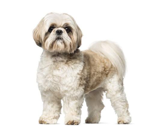 A beautiful little shih tzu standing tall, showing off its big bushy tail