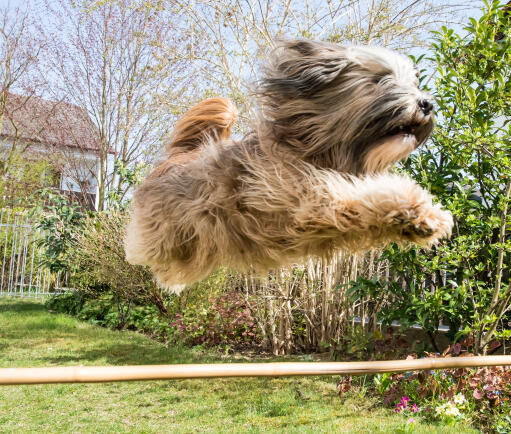 A tibetan terrier jumping incredibly high on the agility course