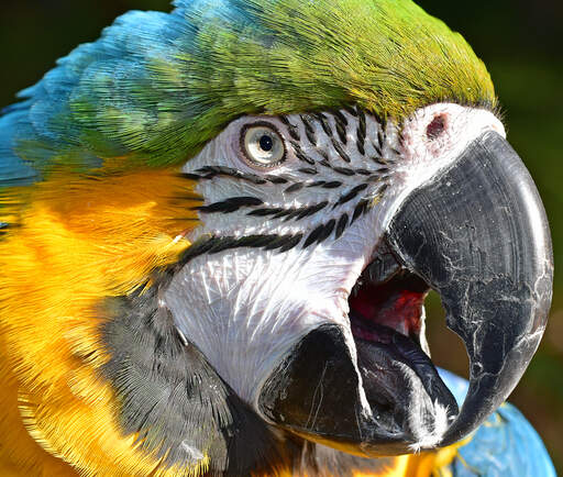 A close up of a blue and yellow macaw's beautiful eyes