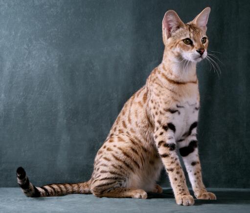 Savannah cats are very regal looking cats