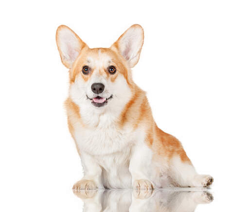 A health, young pembroke welsh corgi sitting, waiting for some attention