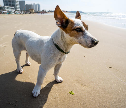 A jack russell terrier relaxing on the beach, showing off it's beautiful big ears