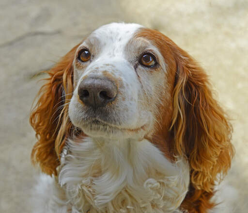 An attentive welsh springer spaniel, waiting for some attention