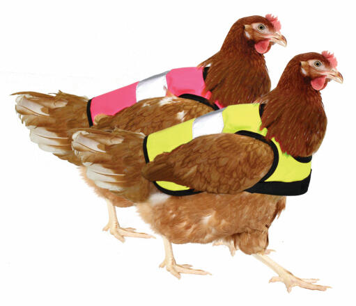 Receive one high-vis chicken jacket in each colour.