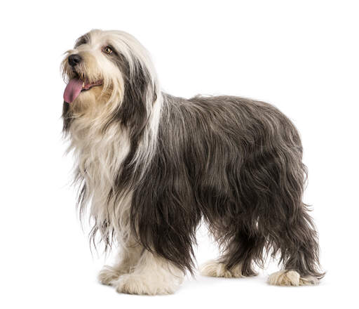 A beautiful young bearded collie with a lovely, long, grey and white coat