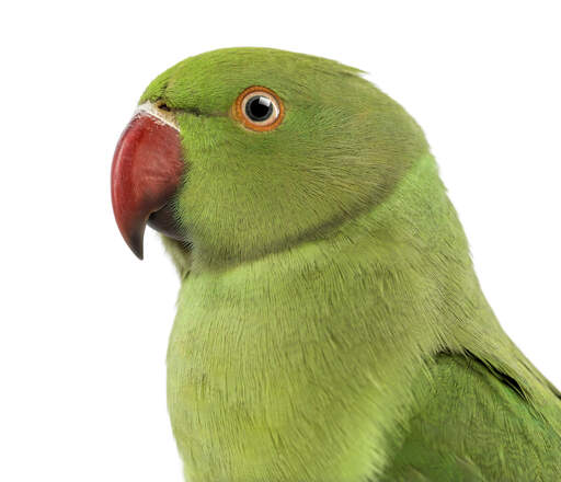 A close up of a rose ringed parakeet's beautiful eyes and red beak