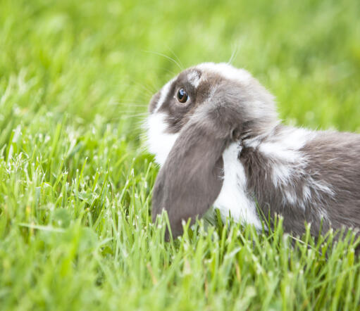 The incredible big ears of a mini lop rabbut