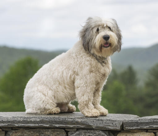 A young polish lowland sheepdog with a wonderful short thick coat