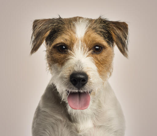 A close up of a parson russell terrier's incredible wiry coat